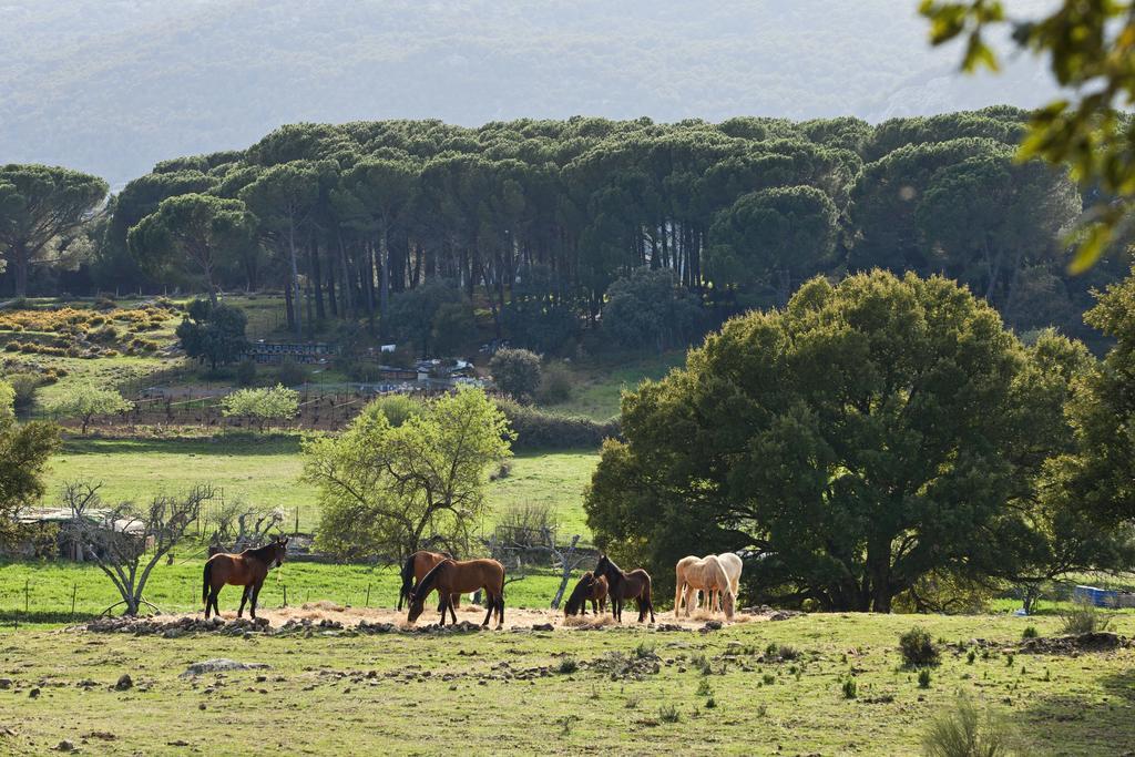 Gospodarstwo agroturystyczne Tambor Del Llano Grazalema