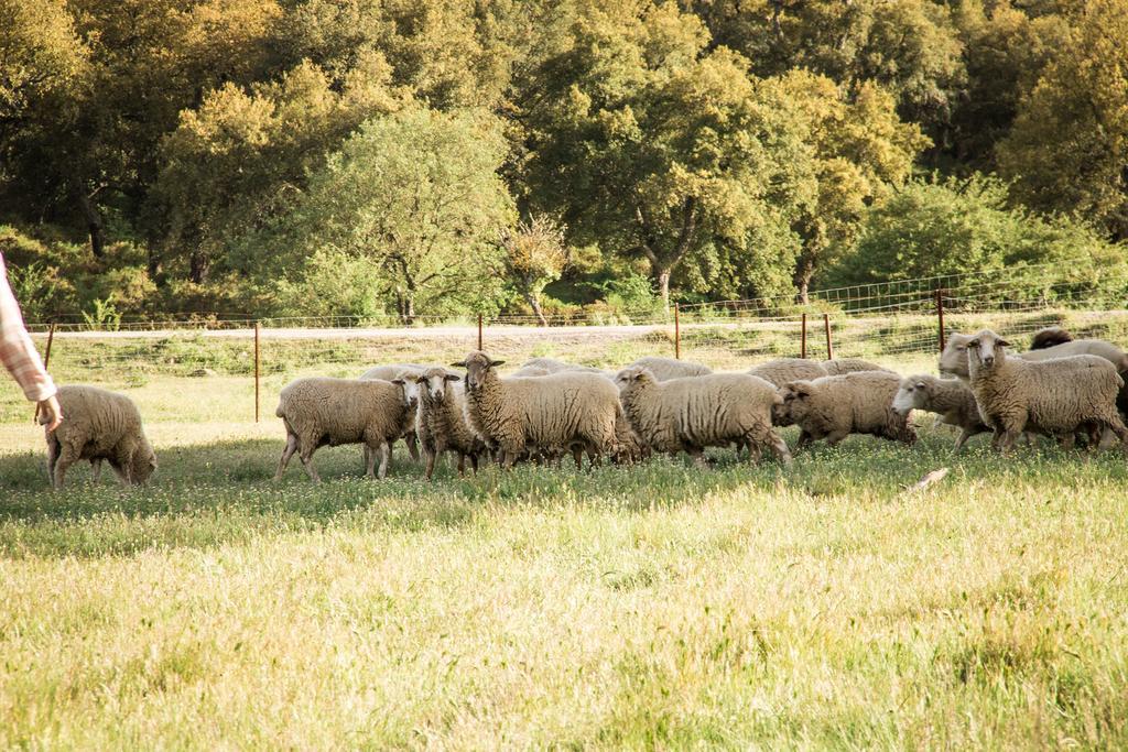 Gospodarstwo agroturystyczne Tambor Del Llano Grazalema
